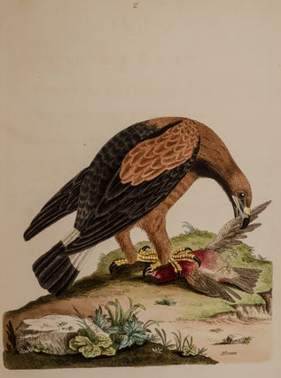 Item #03437 Nouvelles Illustrations de Zoologie / New Illustrations of Zoology. Peter BROWN