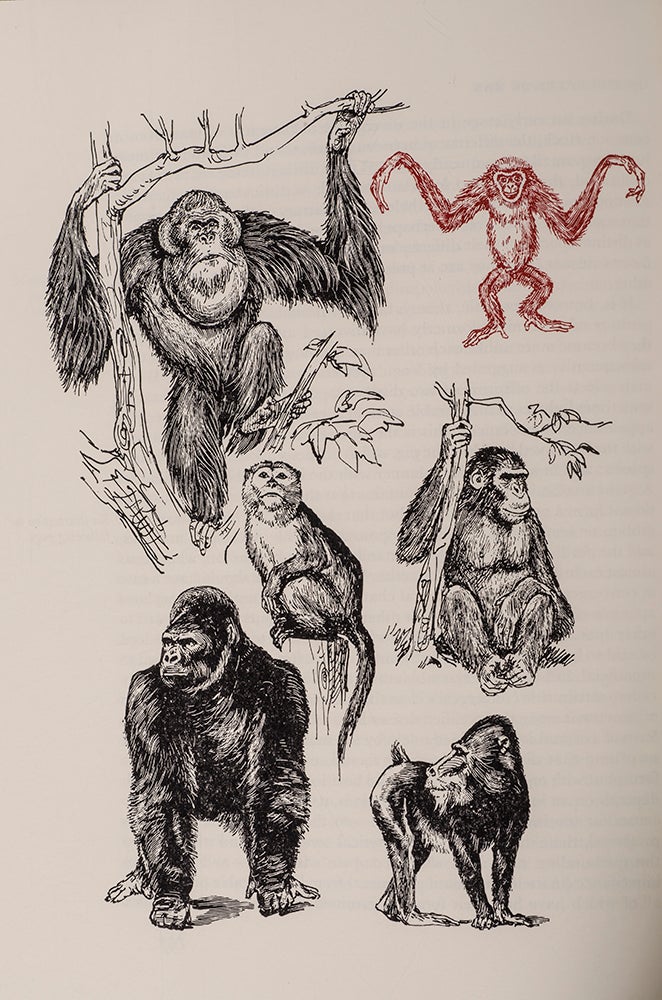 DARWIN, Charles; LIMITED EDITIONS CLUB; KREDEL, Fritz, illustrator; MONTAGU, Ashley (preface) - Descent of Man, the
