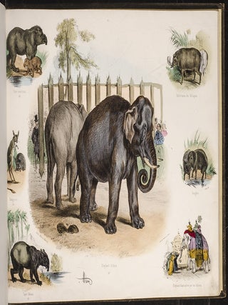 Jardin Des Plantes en Estampes, Le