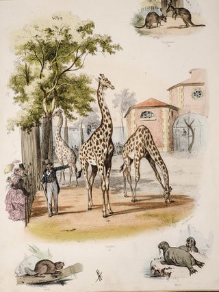 Jardin Des Plantes en Estampes, Le
