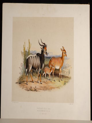 Kafirs Illustrated, The