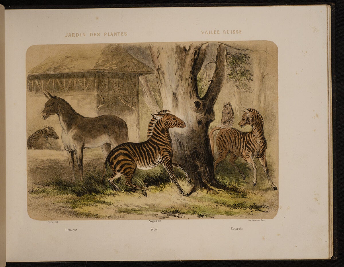 Jardin des Plantes: La Ménagerie et la Vallée Suisse | Jean Louis