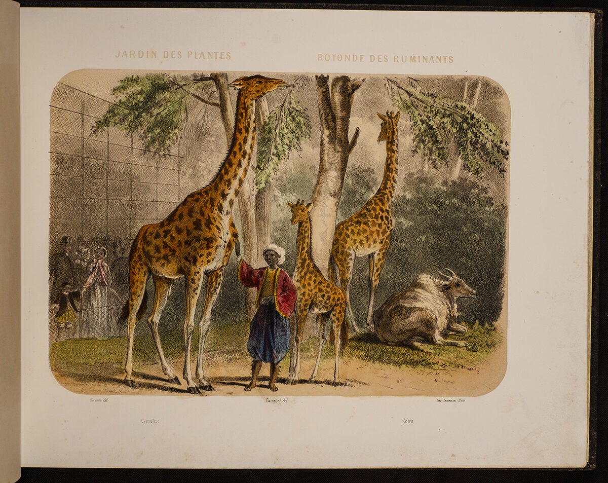 Jardin des Plantes: La Ménagerie et la Vallée Suisse | Jean Louis