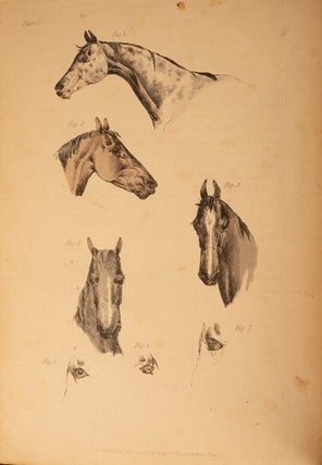 Beauties & Defects in the Figure of the Horse:, The