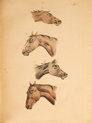 Beauties & Defects in the Figure of the Horse:, The