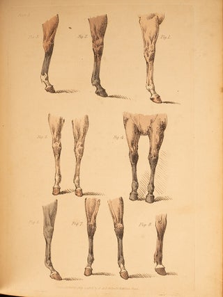 Beauties & Defects in the Figure of the Horse:, The
