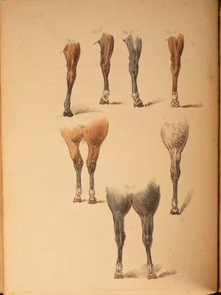 Beauties & Defects in the Figure of the Horse:, The