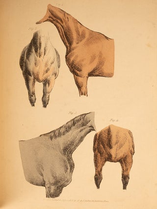 Beauties & Defects in the Figure of the Horse:, The