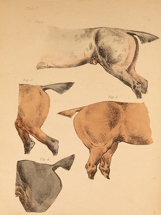 Beauties & Defects in the Figure of the Horse:, The
