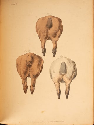 Beauties & Defects in the Figure of the Horse:, The