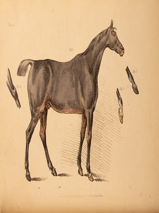 Beauties & Defects in the Figure of the Horse:, The