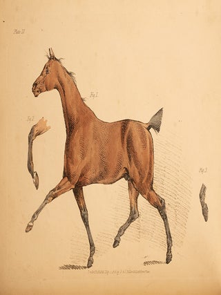Beauties & Defects in the Figure of the Horse:, The