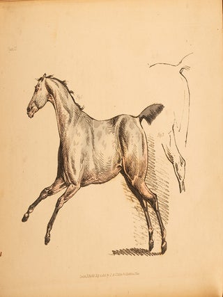 Beauties & Defects in the Figure of the Horse:, The