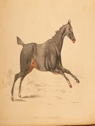Beauties & Defects in the Figure of the Horse:, The
