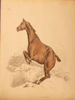 Beauties & Defects in the Figure of the Horse:, The