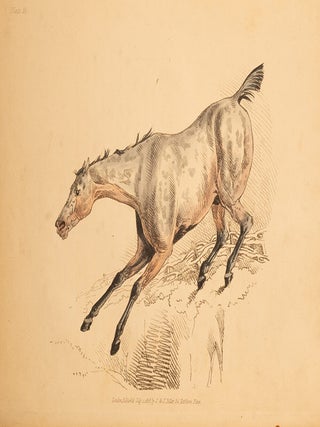 Beauties & Defects in the Figure of the Horse:, The