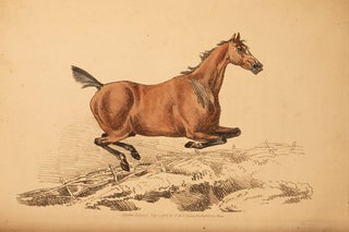 Beauties & Defects in the Figure of the Horse:, The