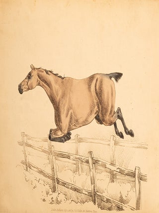 Beauties & Defects in the Figure of the Horse:, The