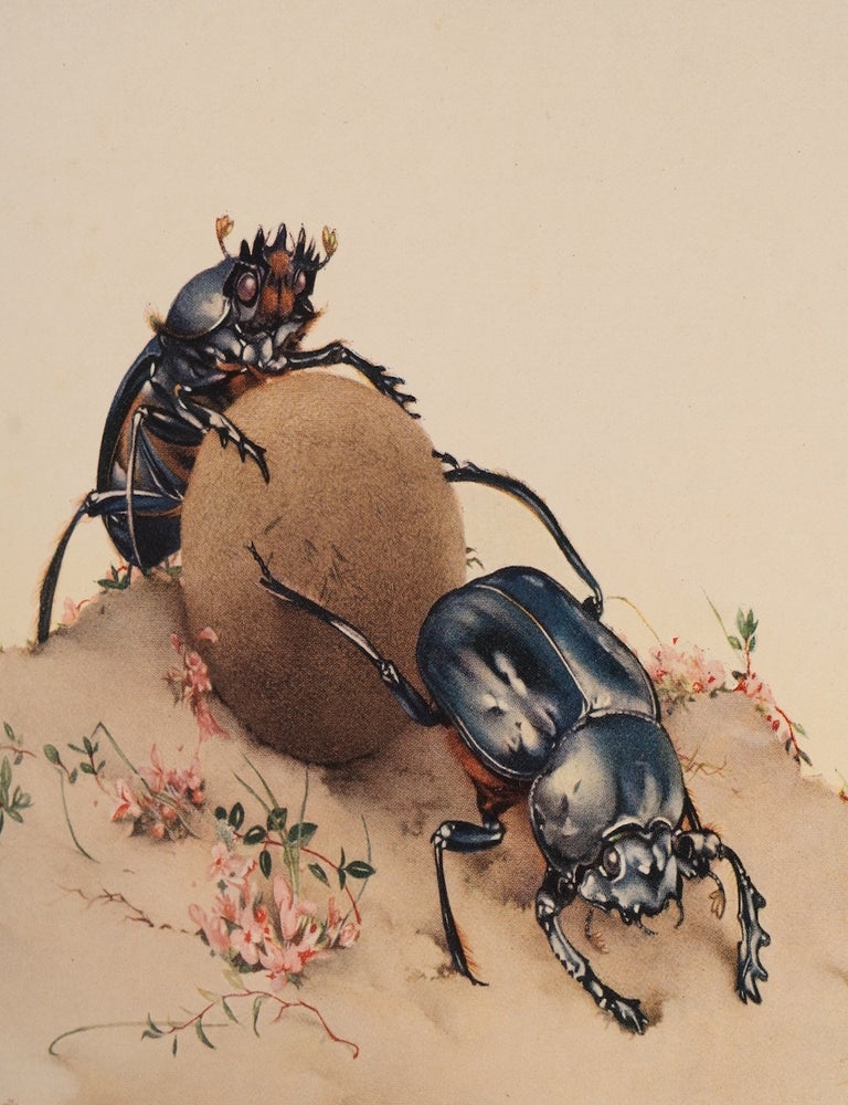 Item #06290 Fabre&rsquo;s Book of Insects. Edward J. DETMOLD, Jean Henri FABRE, Rodolph STAWELL, Mrs., Alexander TEIXEIRA de MATTOS.
