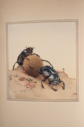 Fabre’s Book of Insects