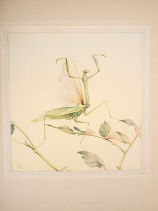 Fabre&rsquo;s Book of Insects