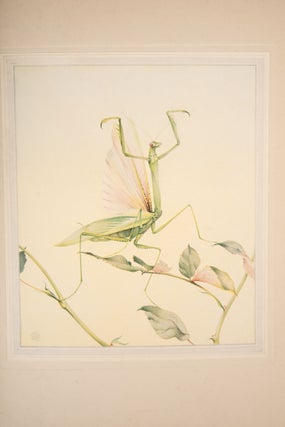 Fabre’s Book of Insects