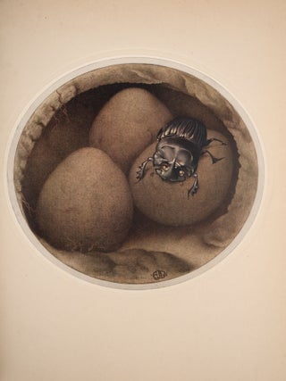 Fabre&rsquo;s Book of Insects